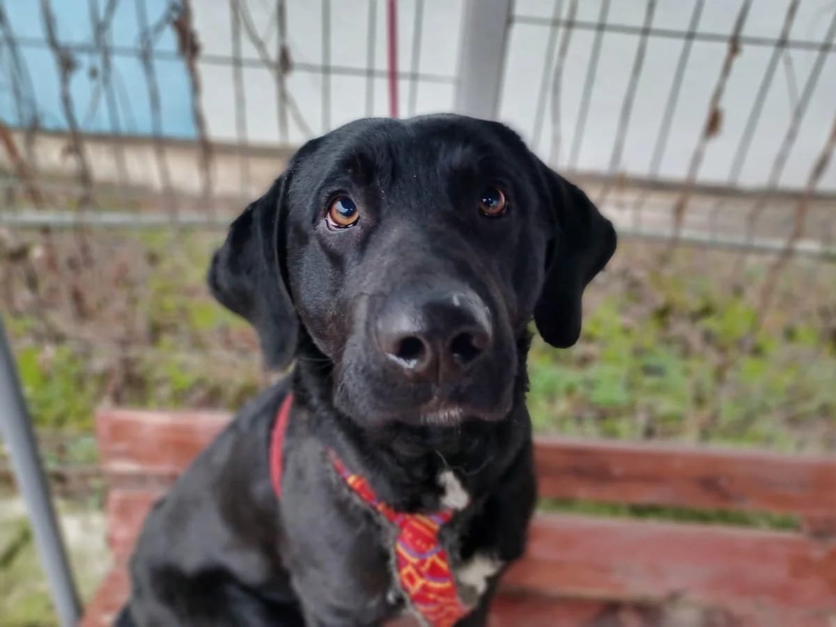 Sereno, male 5yo Mixed Breed for adoption at Ein Herz für Streuner e.V., München