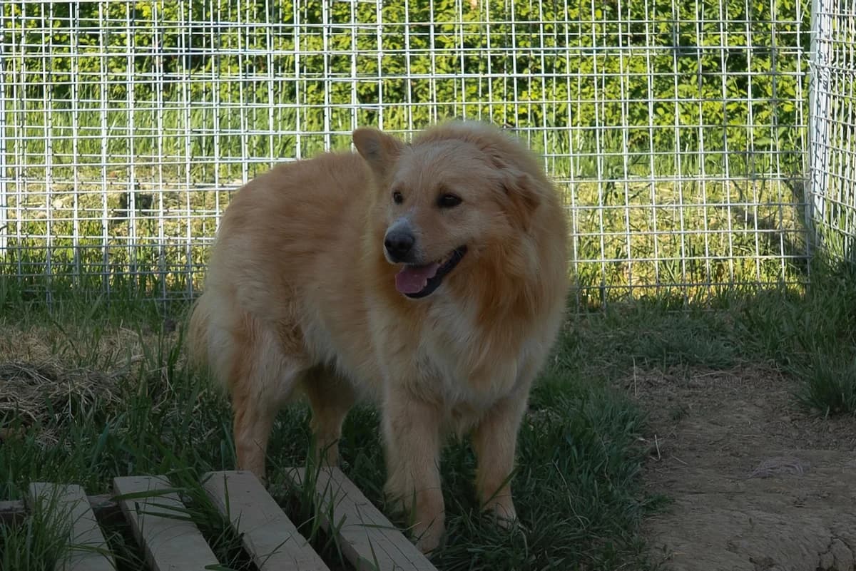 Sergio, hellbraun male 5yo Mixed Breed for adoption at Ein Herz für Streuner e.V., München