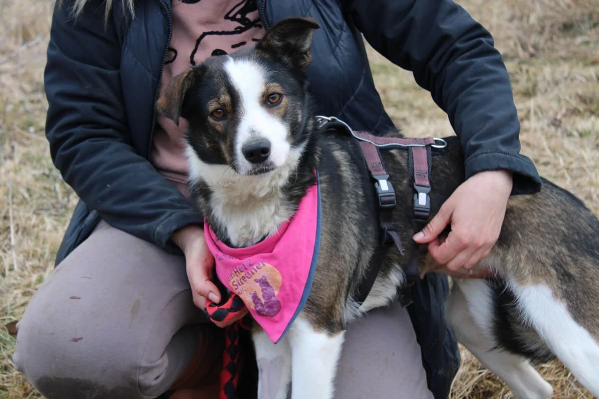 Shadi, female 5yo Mixed Breed for adoption at Ein Herz für Streuner e.V., München