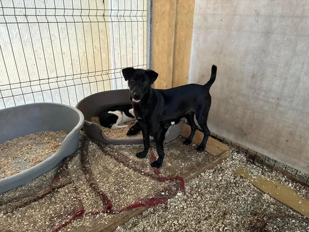 Shadow, male puppy Mixed Breed for adoption at Ein Herz für Streuner e.V., München