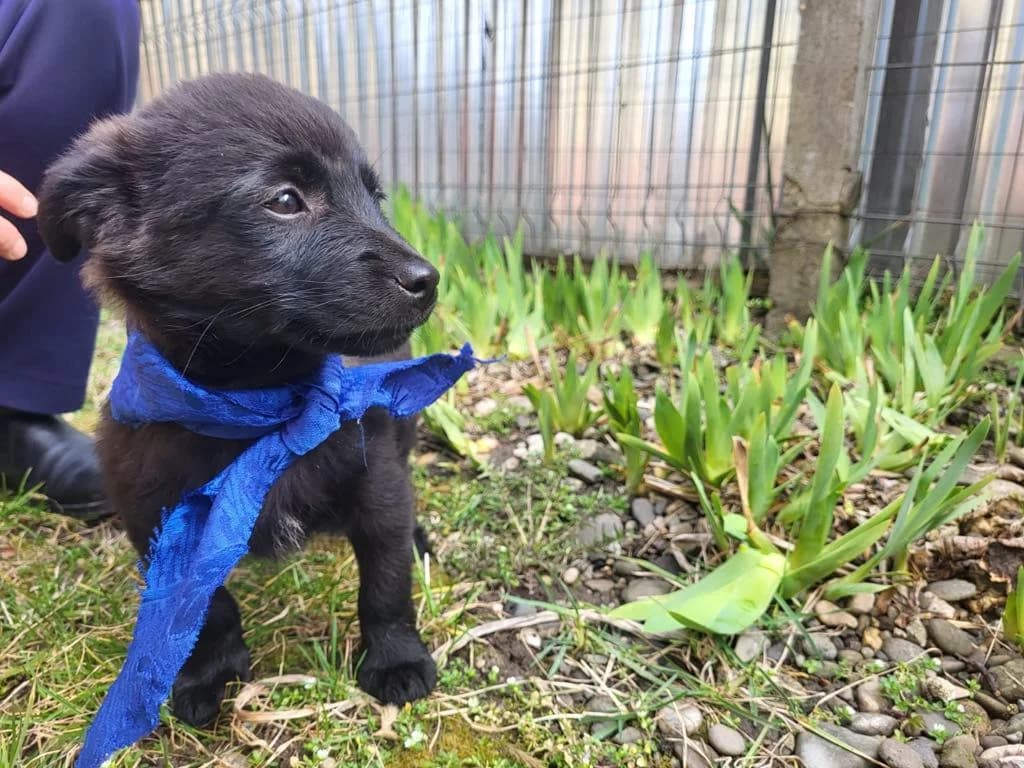 Shadow, male puppy Mixed Breed for adoption at Ein Herz für Streuner e.V., München