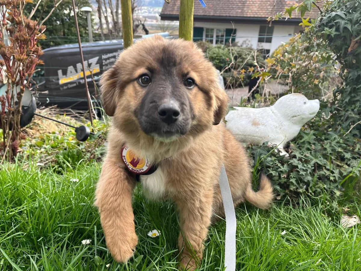 Shadow, male puppy Mixed Breed for adoption at Ein Herz für Streuner e.V., München