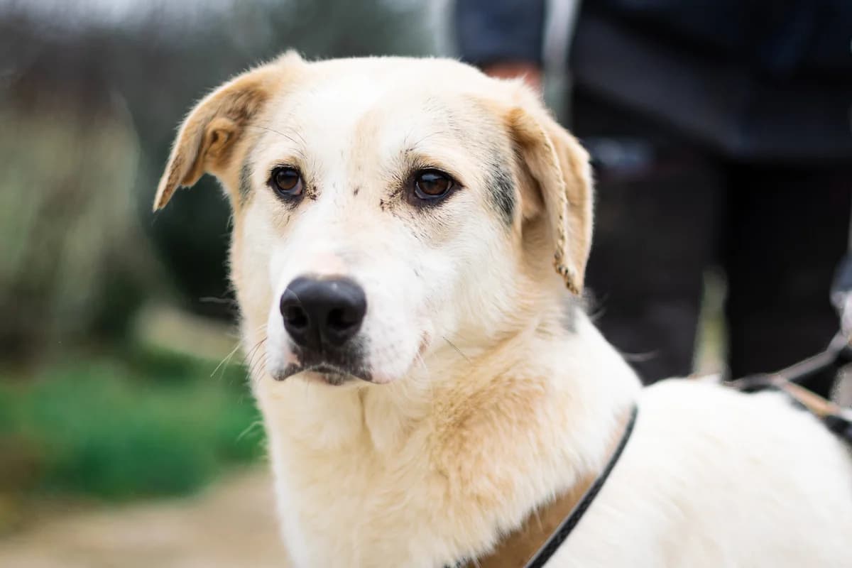 Shadow, male 5yo Mixed Breed for adoption at Ein Herz für Streuner e.V., München