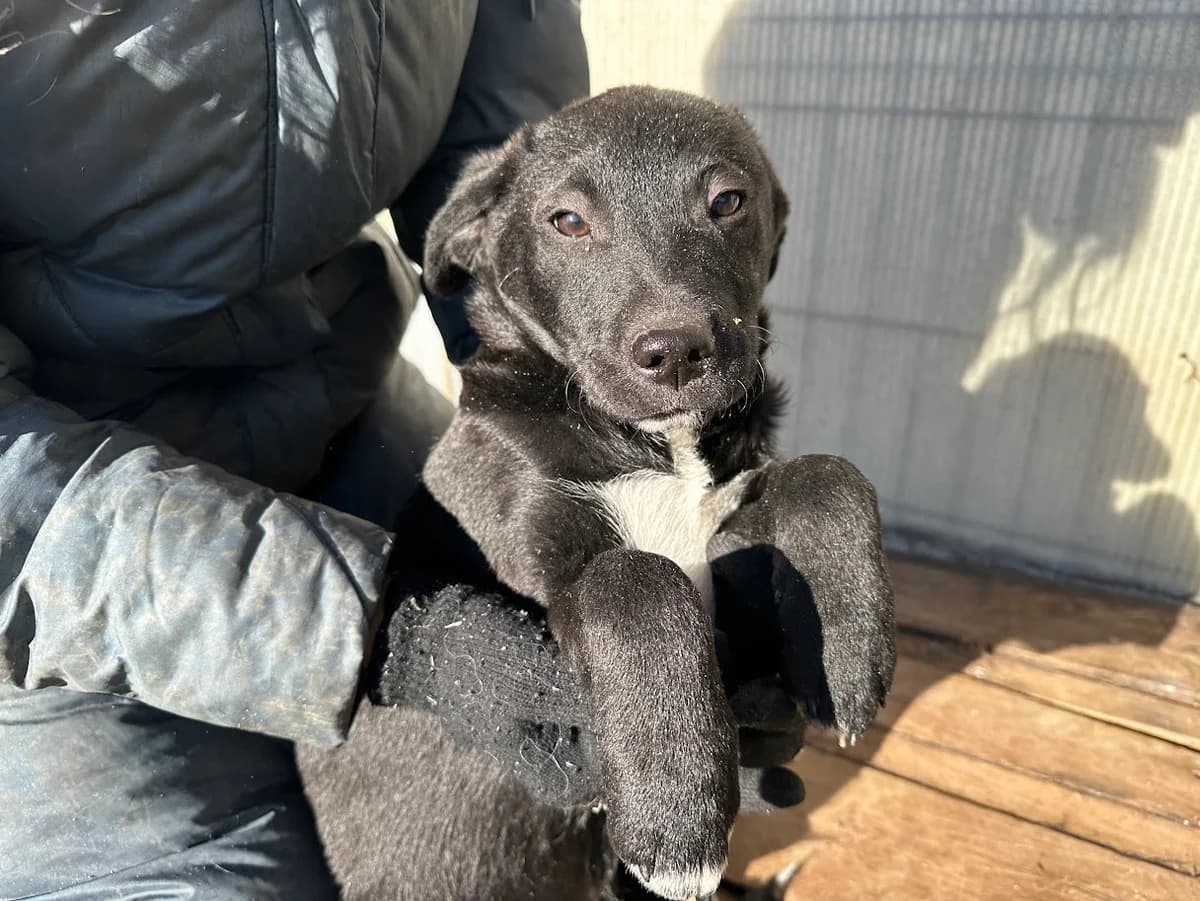 Shaggy, weiß male puppy Mixed Breed for adoption at Ein Herz für Streuner e.V., München