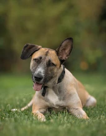 Shakes, male young Mixed Breed for adoption at Ein Herz für Streuner e.V., München