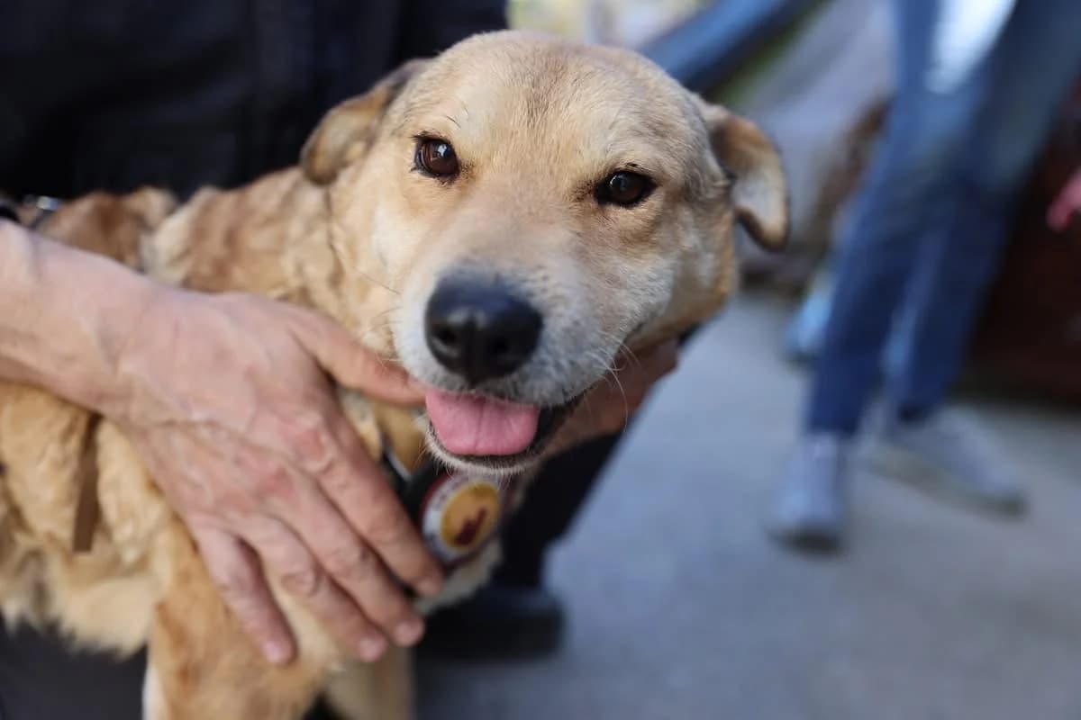 Shakira, female 3yo Mixed Breed for adoption at Ein Herz für Streuner e.V., München