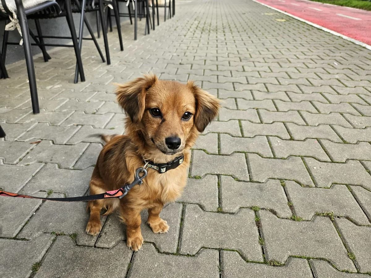 Shakira, female puppy Mixed Breed for adoption at Ein Herz für Streuner e.V., München