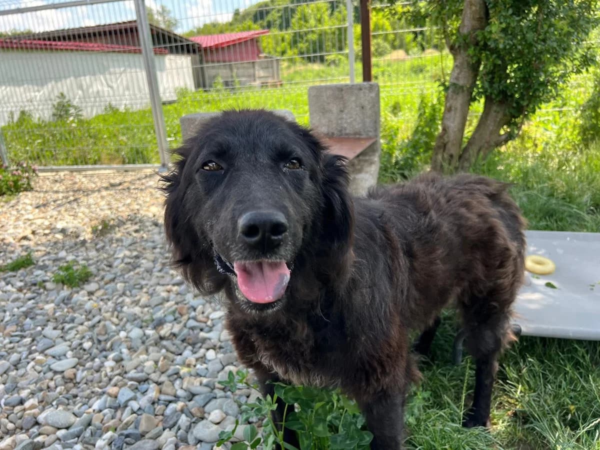 Shakti, female young Mixed Breed for adoption at Ein Herz für Streuner e.V., München
