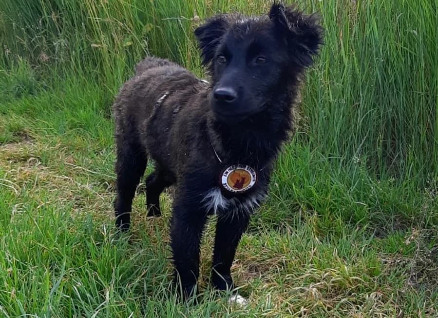 Shallow, female puppy Mixed Breed for adoption at Ein Herz für Streuner e.V., München