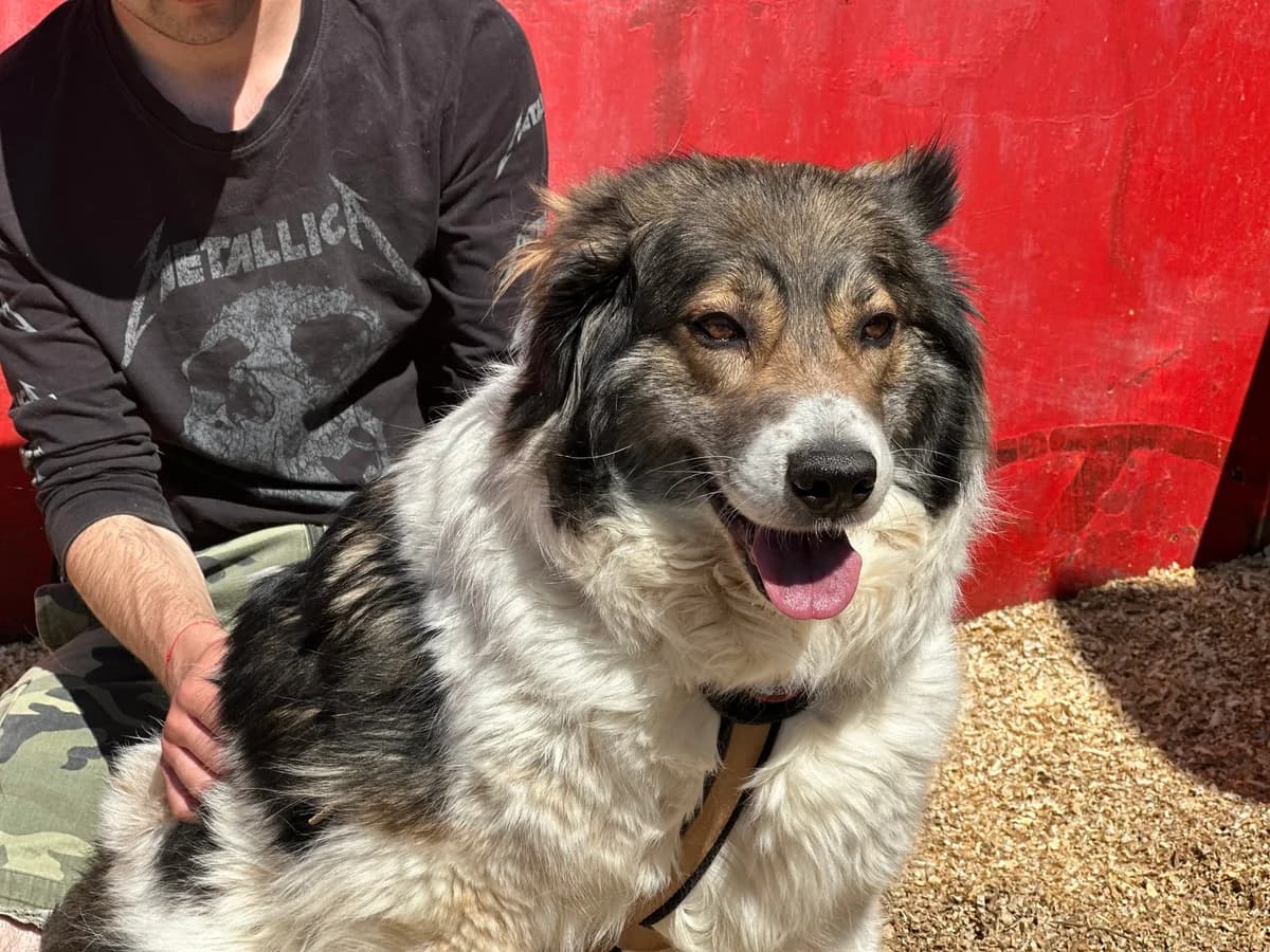 Shania, tricolor female 3yo Mixed Breed for adoption at Ein Herz für Streuner e.V., München