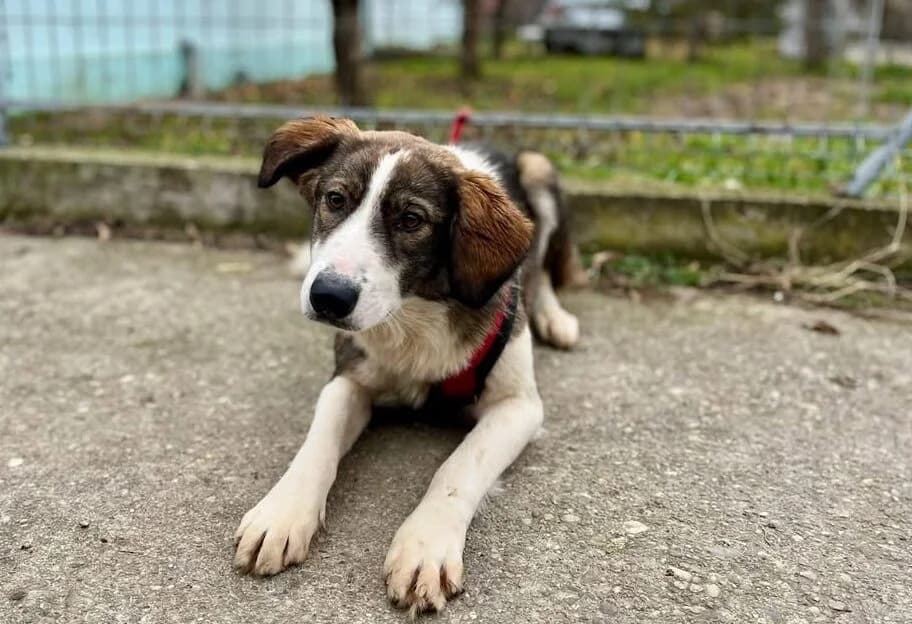 Shanna, female 5yo Mixed Breed for adoption at Ein Herz für Streuner e.V., München