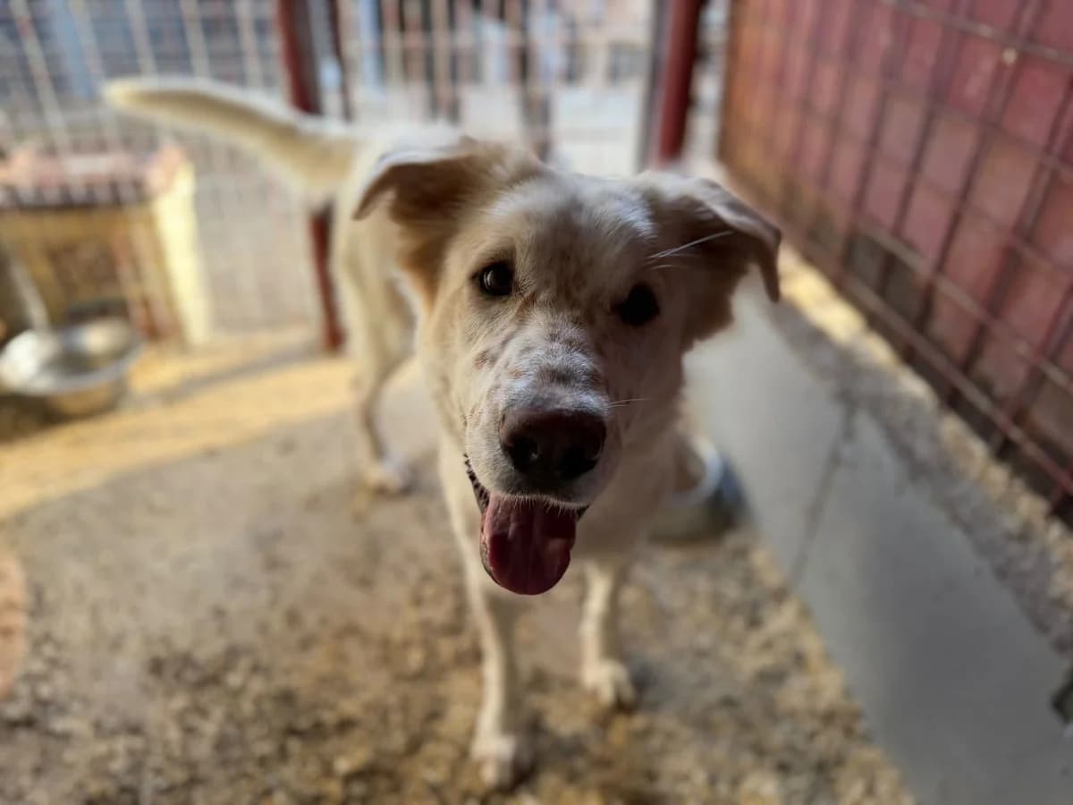 Shannon, female young Mixed Breed for adoption at Ein Herz für Streuner e.V., München