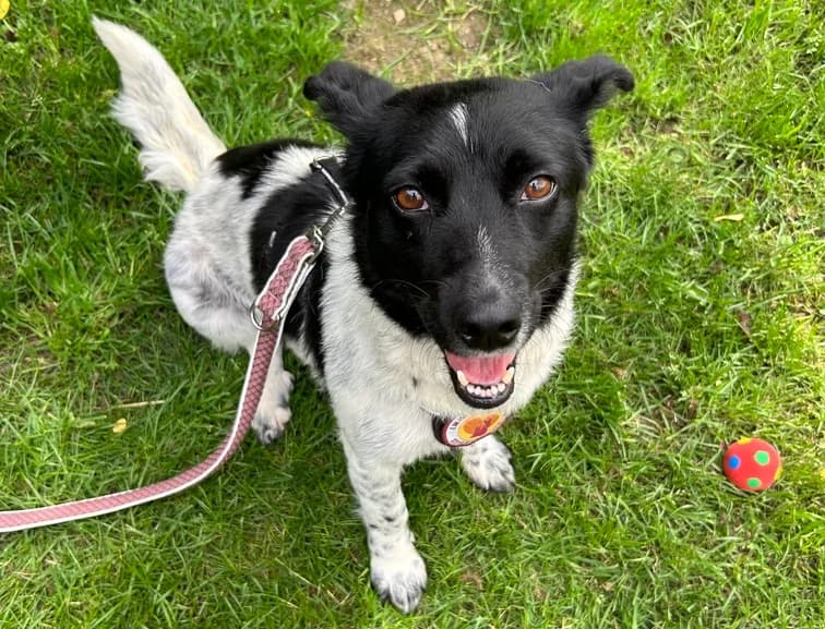 Shanti, female 5yo Mixed Breed for adoption at Ein Herz für Streuner e.V., München