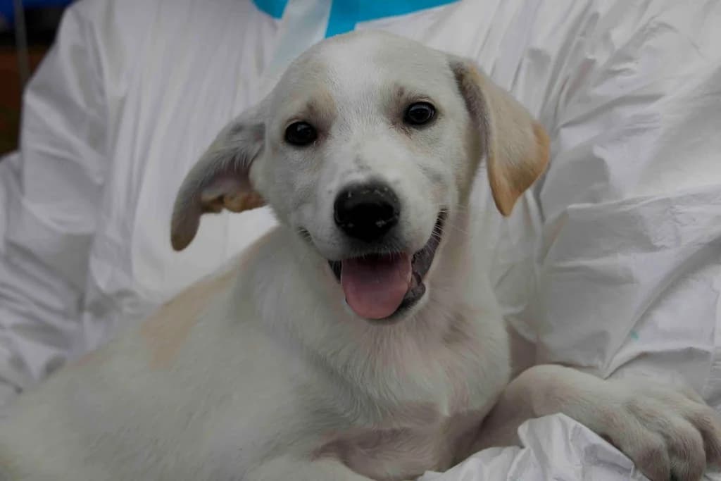 Shanti, weiß female puppy Mixed Breed for adoption at Ein Herz für Streuner e.V., München