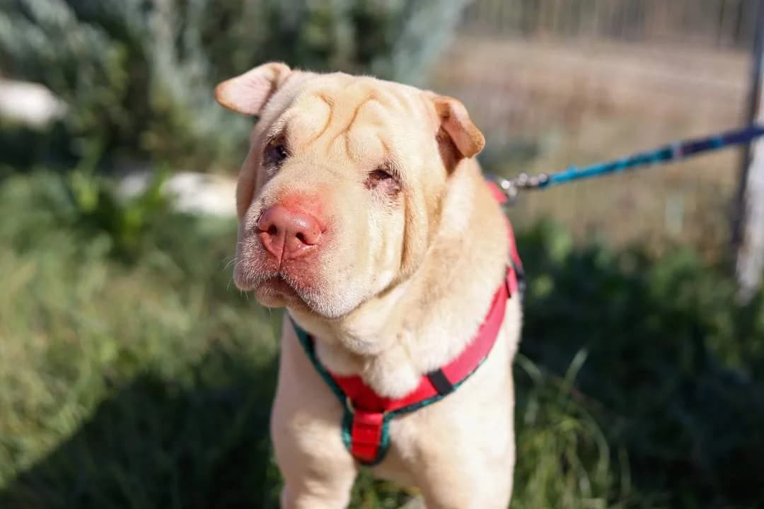 Shar, male 3yo Mixed Breed for adoption at Ein Herz für Streuner e.V., München