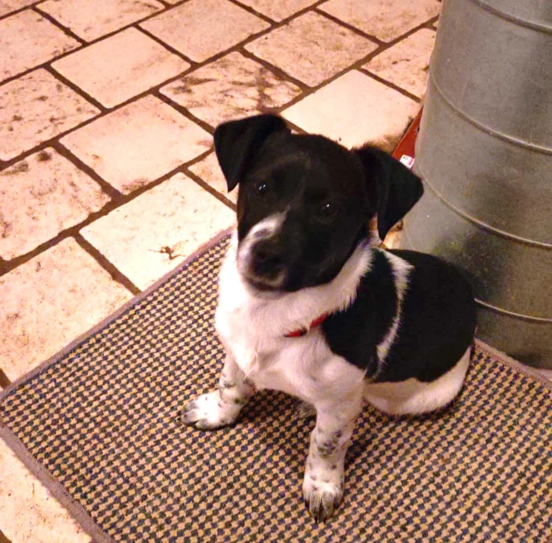 Sharie, female puppy Mixed Breed for adoption at Ein Herz für Streuner e.V., München