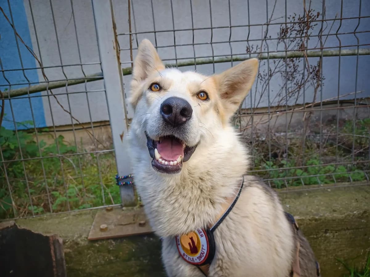Sharky, male young Mixed Breed for adoption at Ein Herz für Streuner e.V., München
