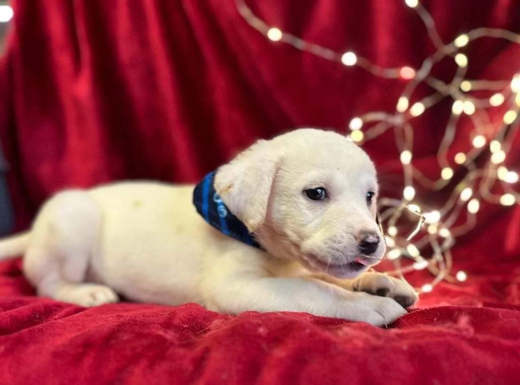 Shaun, male puppy Mixed Breed for adoption at Ein Herz für Streuner e.V., München