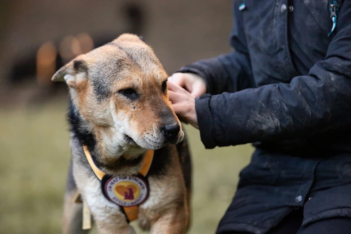 Shay, female 5yo Mixed Breed for adoption at Ein Herz für Streuner e.V., München