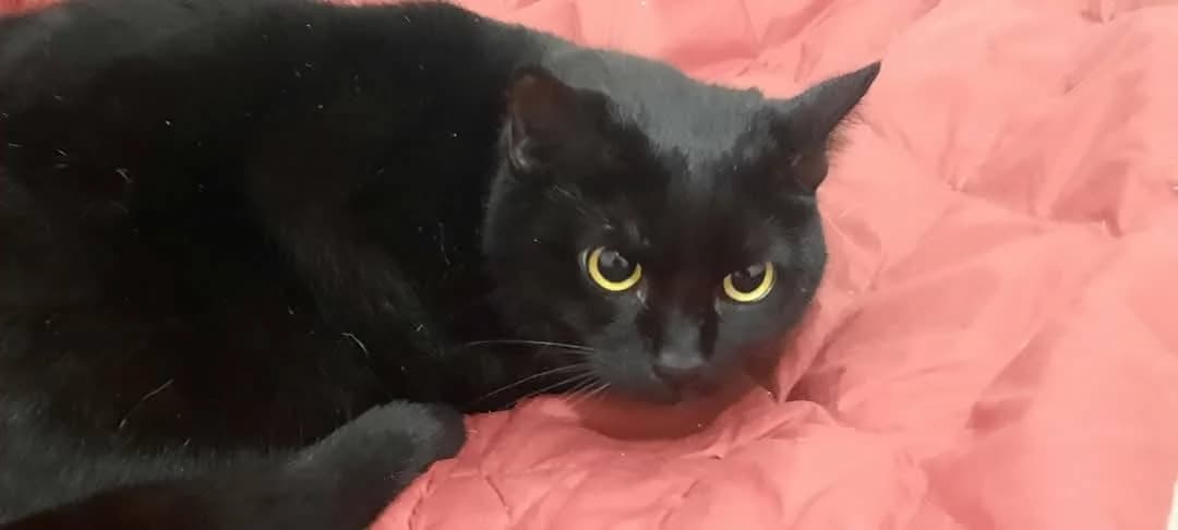 Shaylin, female 4yo Mixed Breed for adoption at Ein Herz für Streuner e.V., München