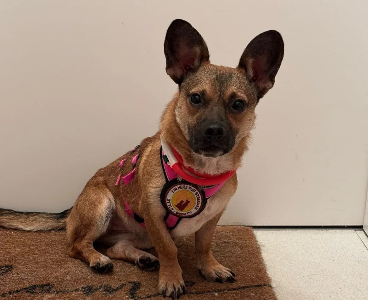 Shazia, female young Mixed Breed for adoption at Ein Herz für Streuner e.V., München