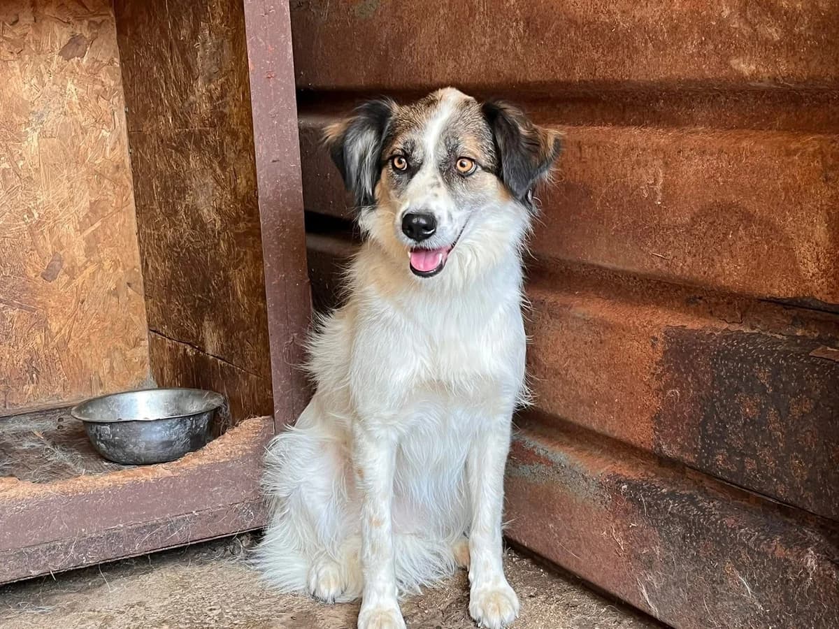 Sheela, female 3yo Mixed Breed for adoption at Ein Herz für Streuner e.V., München