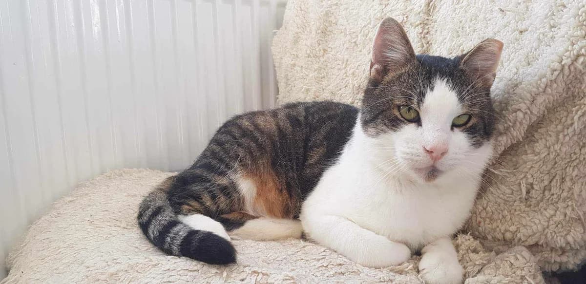 Sheeran, male 5yo Mixed Breed for adoption at Ein Herz für Streuner e.V., München
