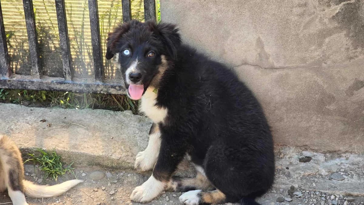 Sheila, female puppy Mixed Breed for adoption at Ein Herz für Streuner e.V., München