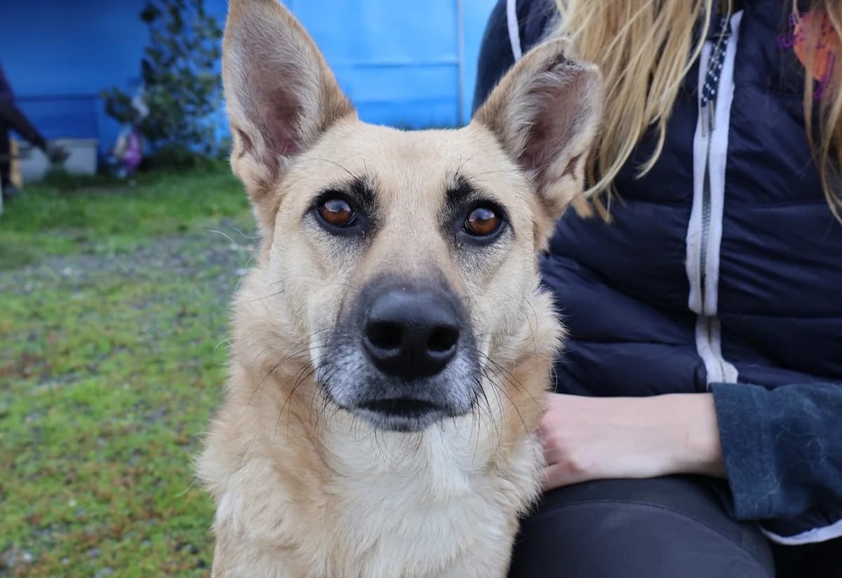 Sheila, female 5yo Mixed Breed for adoption at Ein Herz für Streuner e.V., München