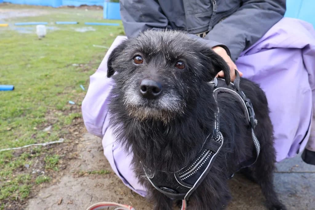 Sheila, schwarz female 5yo Mixed Breed for adoption at Ein Herz für Streuner e.V., München