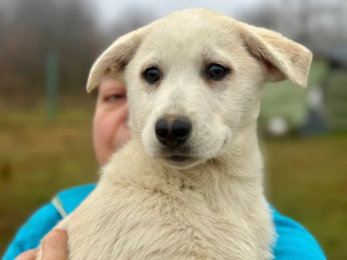 Shelby, weiß female puppy Mixed Breed for adoption at Ein Herz für Streuner e.V., München