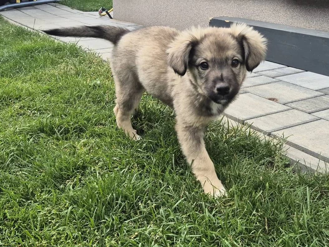 Shelby, female puppy Mixed Breed for adoption at Ein Herz für Streuner e.V., München