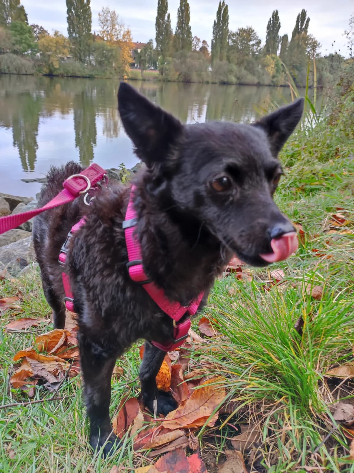 Shelley, female 4yo Mixed Breed for adoption at Ein Herz für Streuner e.V., München