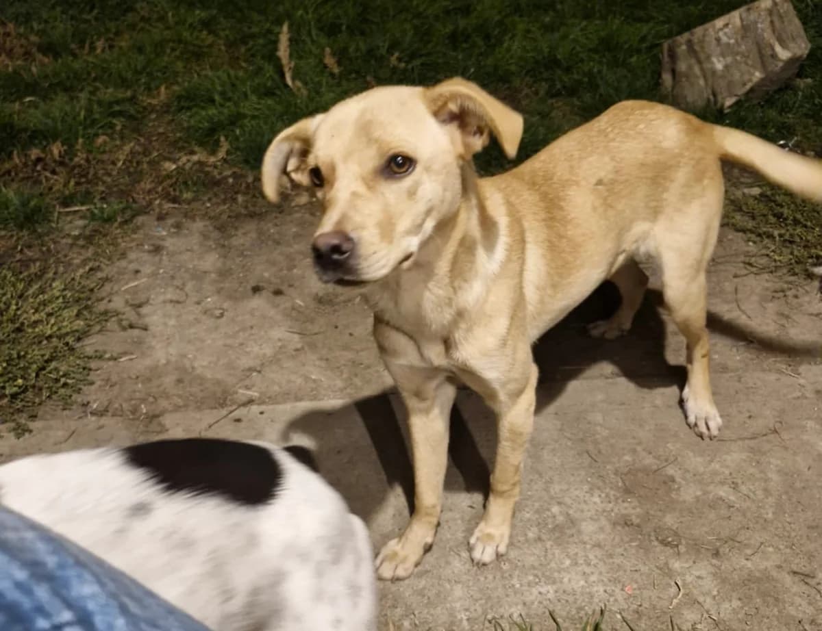 Shera, female puppy Mixed Breed for adoption at Ein Herz für Streuner e.V., München