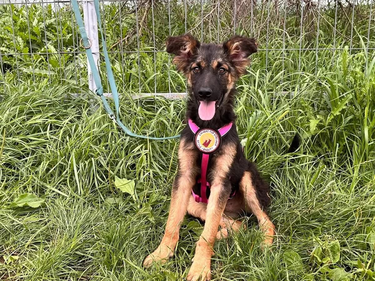 Sherlock, schwarz male puppy Mixed Breed for adoption at Ein Herz für Streuner e.V., München
