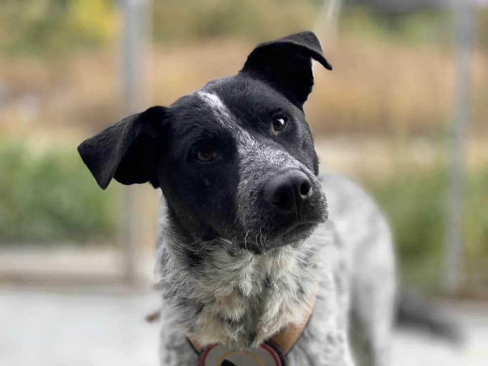 Sherlock, male 5yo Mixed Breed for adoption at Ein Herz für Streuner e.V., München