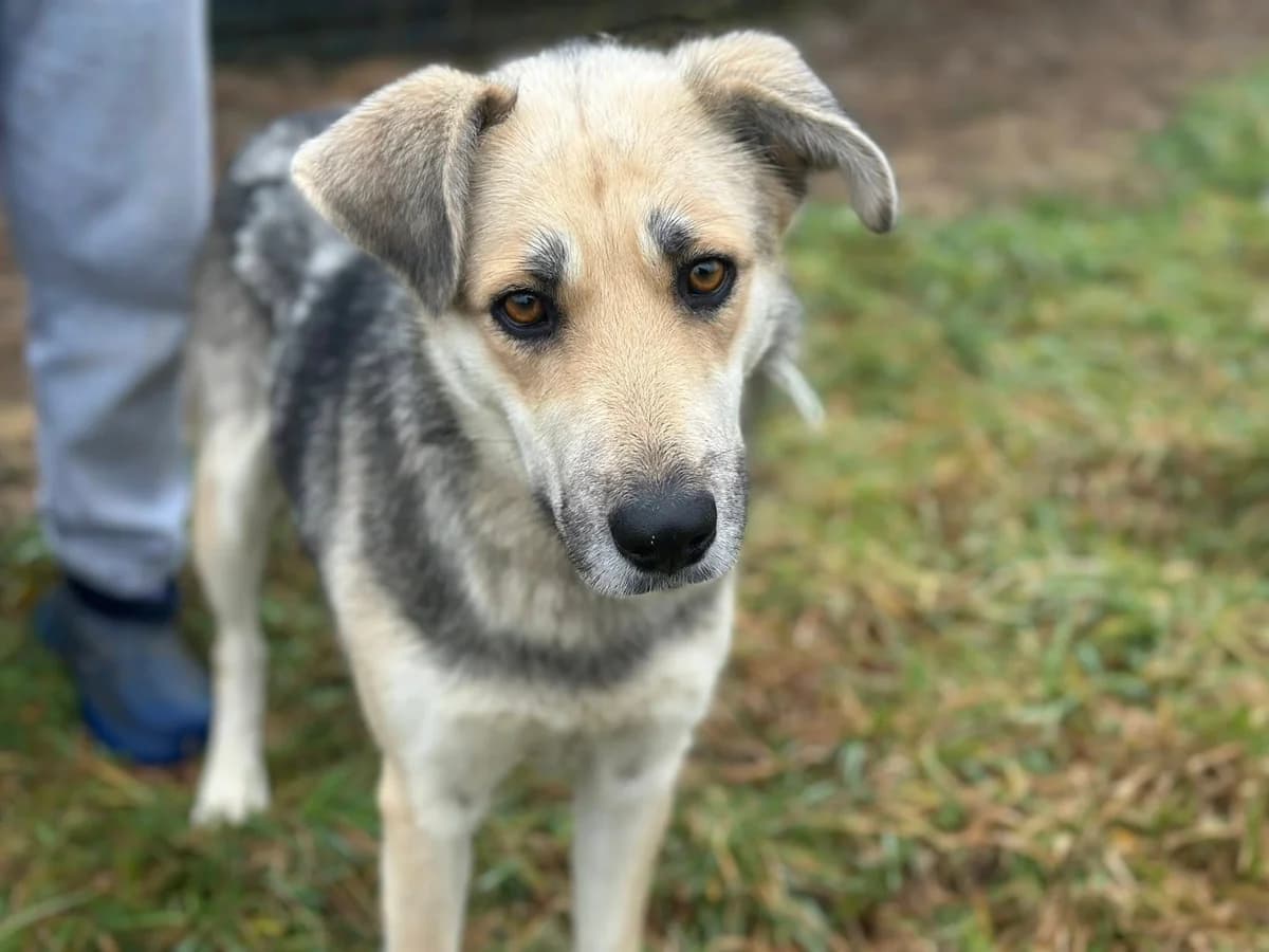 Shila, grau female young Mixed Breed for adoption at Ein Herz für Streuner e.V., München