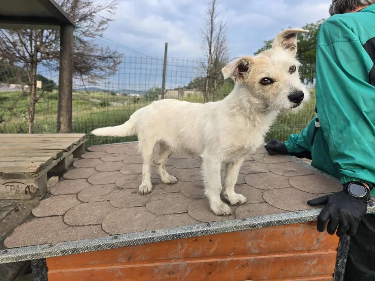 Shila, female puppy Mixed Breed for adoption at Ein Herz für Streuner e.V., München