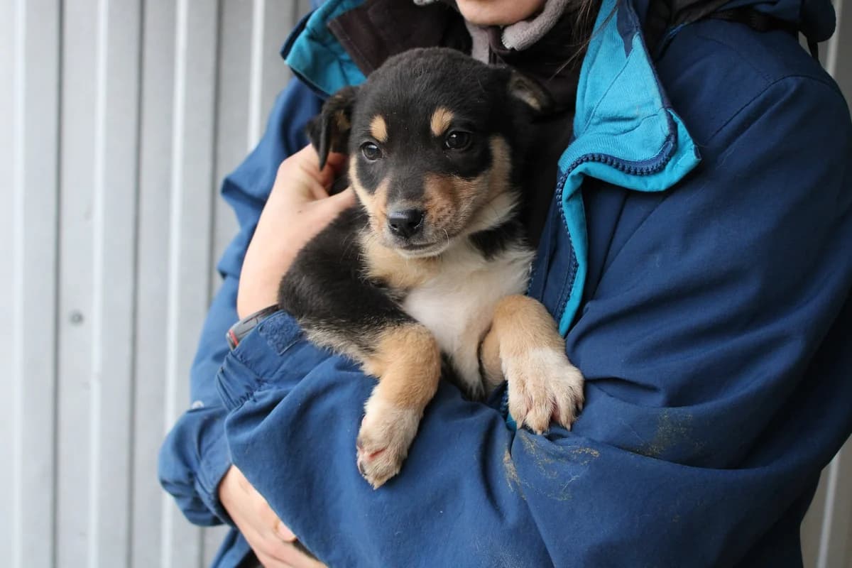 Shine, female puppy Mixed Breed for adoption at Ein Herz für Streuner e.V., München