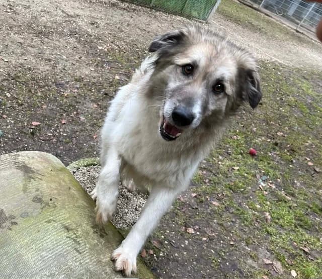 Shine, male 5yo Mixed Breed for adoption at Ein Herz für Streuner e.V., München