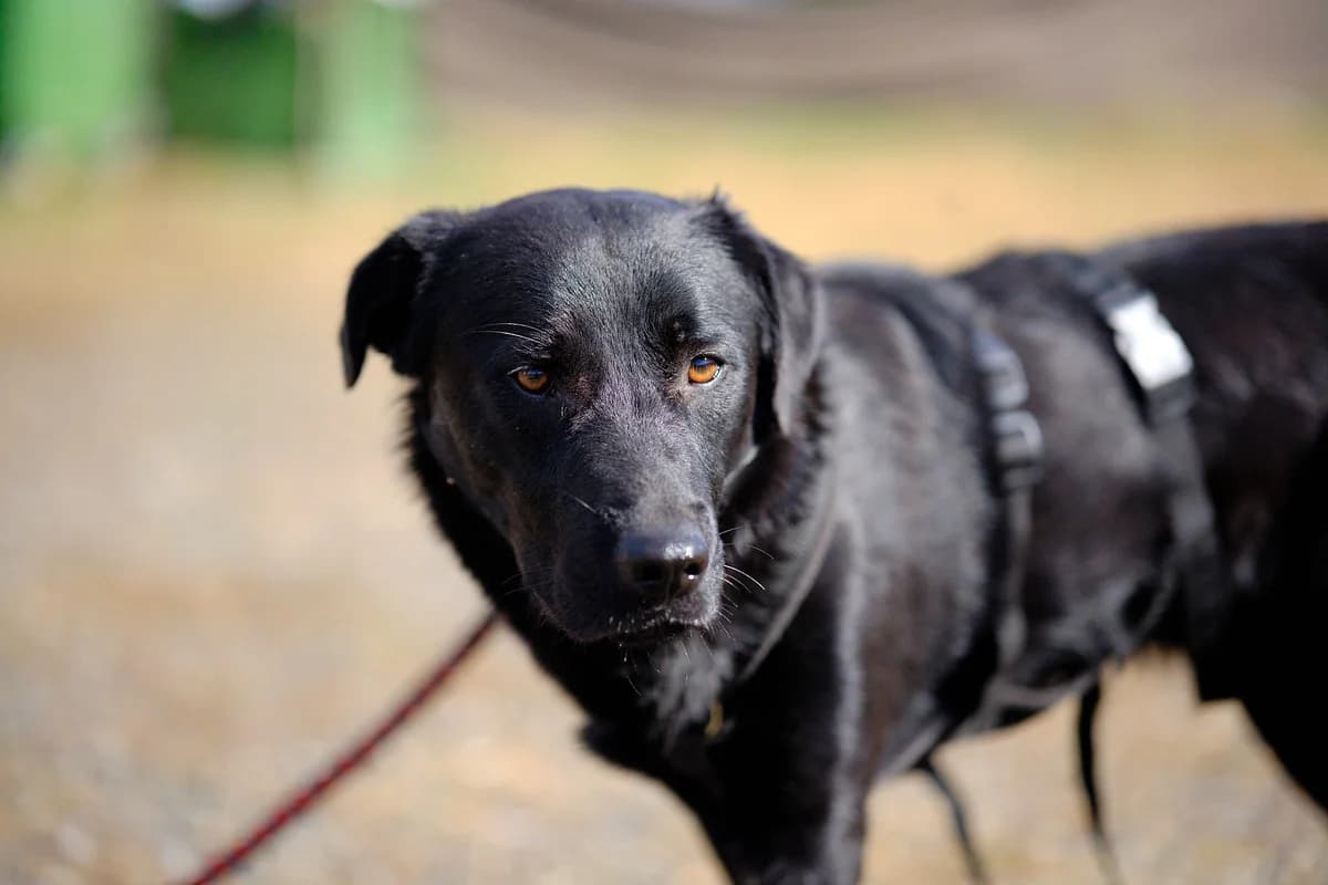 Shinei, male young Mixed Breed for adoption at Ein Herz für Streuner e.V., München