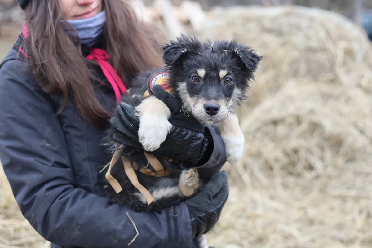 Shiny, female puppy Mixed Breed for adoption at Ein Herz für Streuner e.V., München
