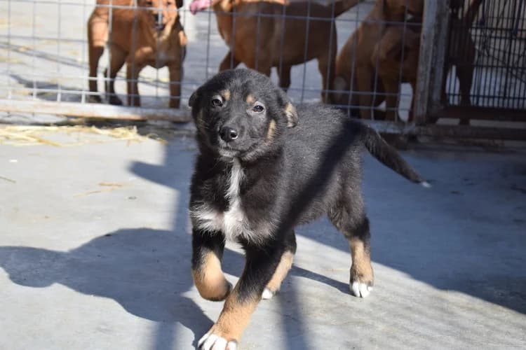 Shira, female puppy Mixed Breed for adoption at Ein Herz für Streuner e.V., München