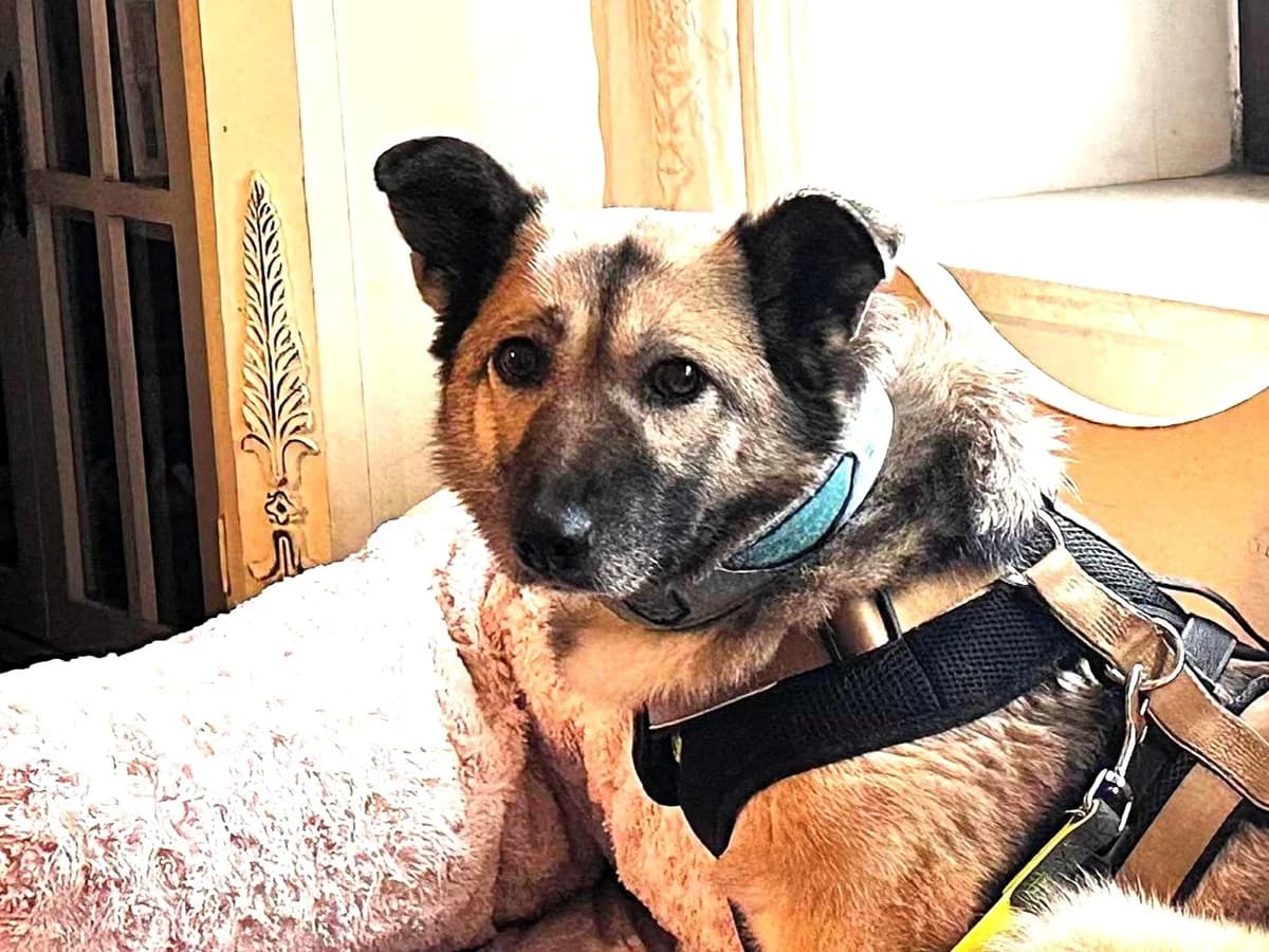 Shirley, female 5yo Mixed Breed for adoption at Ein Herz für Streuner e.V., München
