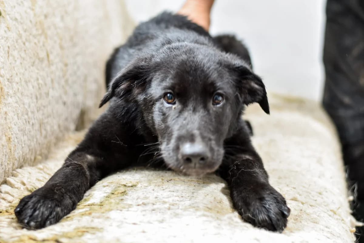 Shiva, female puppy Mixed Breed for adoption at Ein Herz für Streuner e.V., München