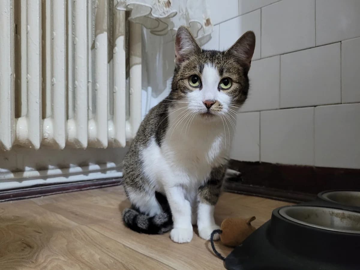 Shiva, female 5yo Mixed Breed for adoption at Ein Herz für Streuner e.V., München
