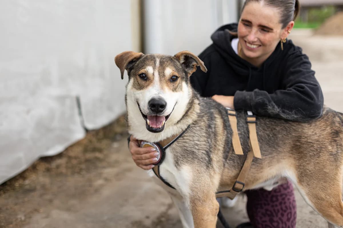 Shlomo, braun male 3yo Mixed Breed for adoption at Ein Herz für Streuner e.V., München