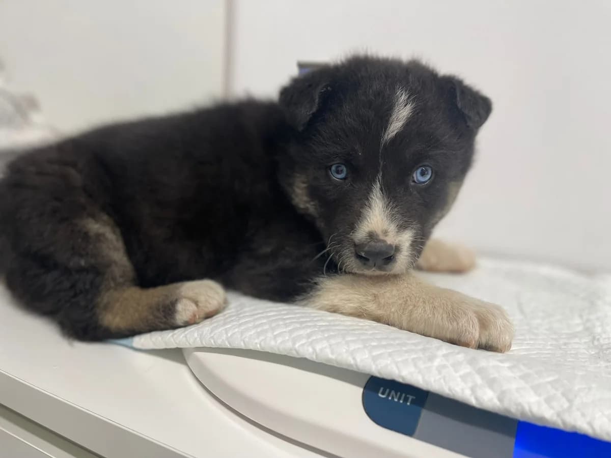 Shorty, male puppy Mixed Breed for adoption at Ein Herz für Streuner e.V., München