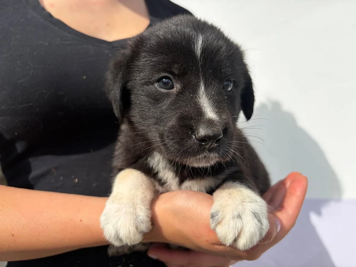Shuri, schwarz female puppy Mixed Breed for adoption at Ein Herz für Streuner e.V., München