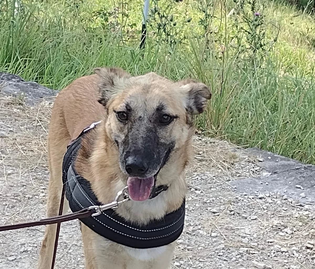 Shy, male 5yo Mixed Breed for adoption at Ein Herz für Streuner e.V., München